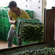 Illustration for article titled How Mexicos Drug Cartels Are Driving Up the Price of Limes